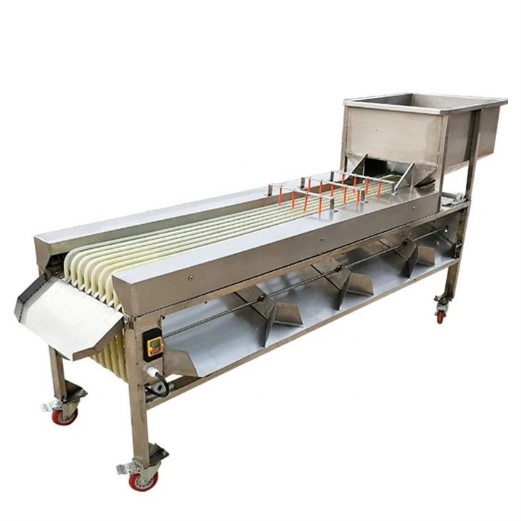 Carrot Processing Line